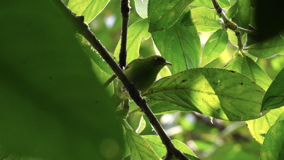 Green Honeycreeper - ML613651551