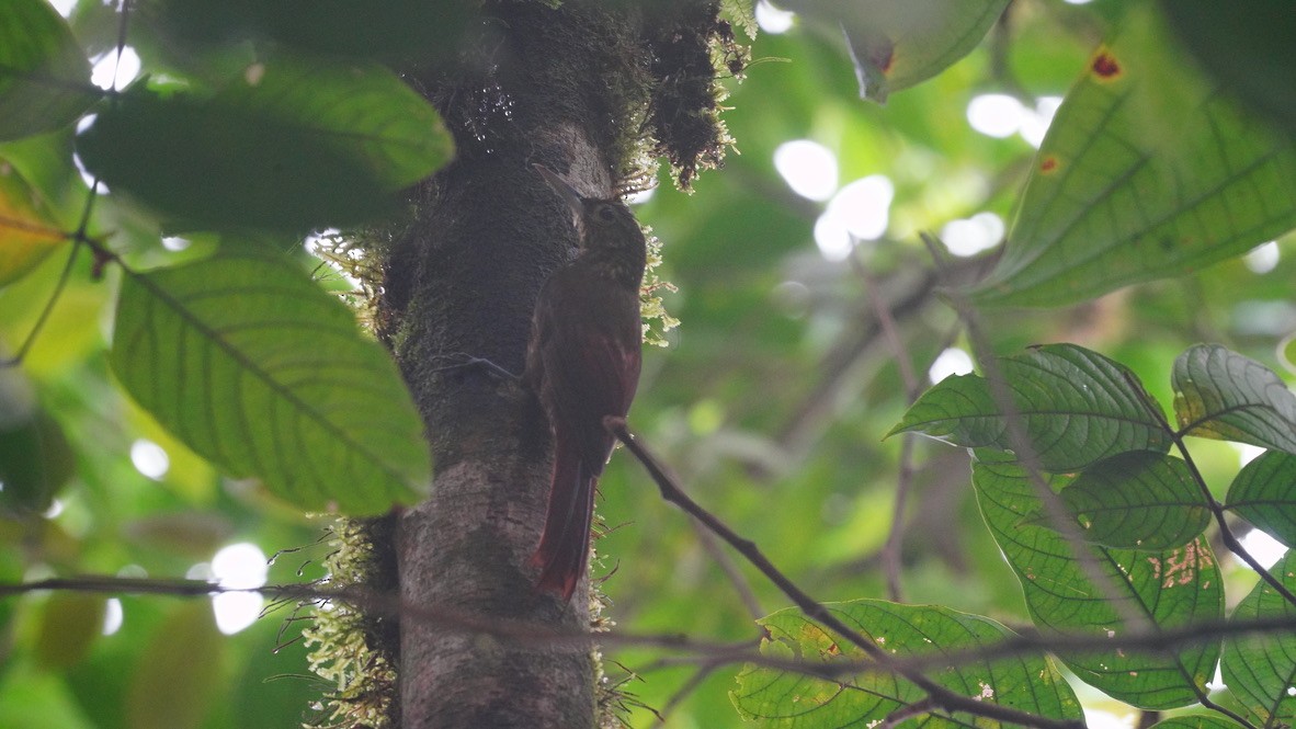 Spotted Woodcreeper - ML613651564