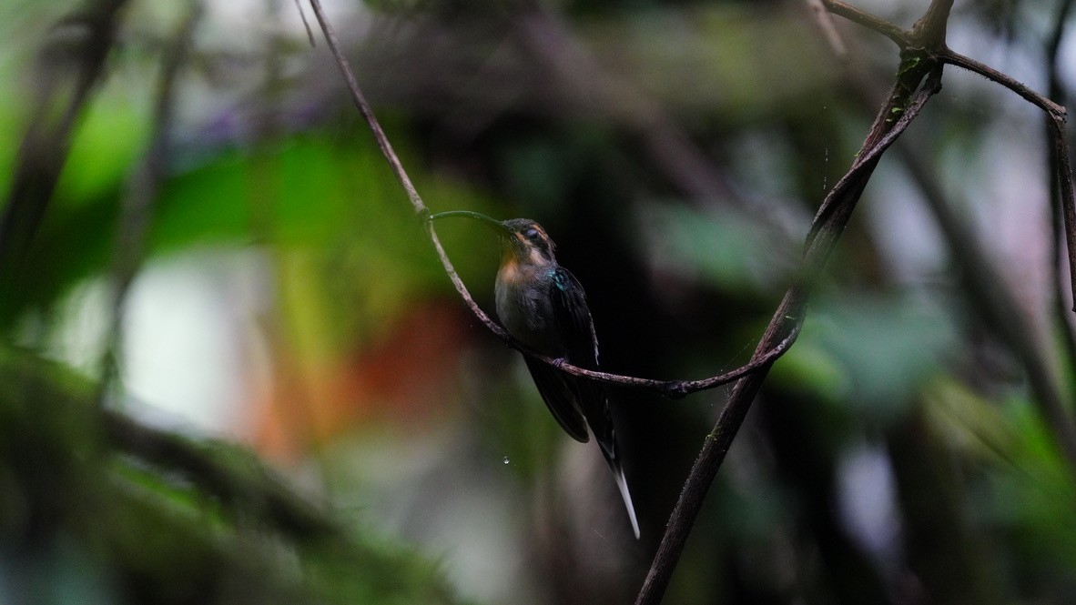 kolibřík šedobřichý - ML613651576