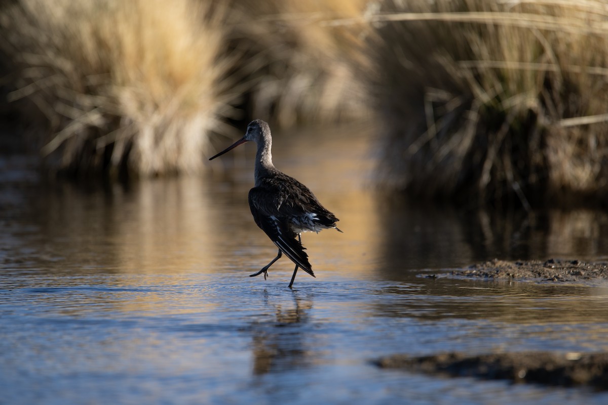 Hudsonian Godwit - ML613651591