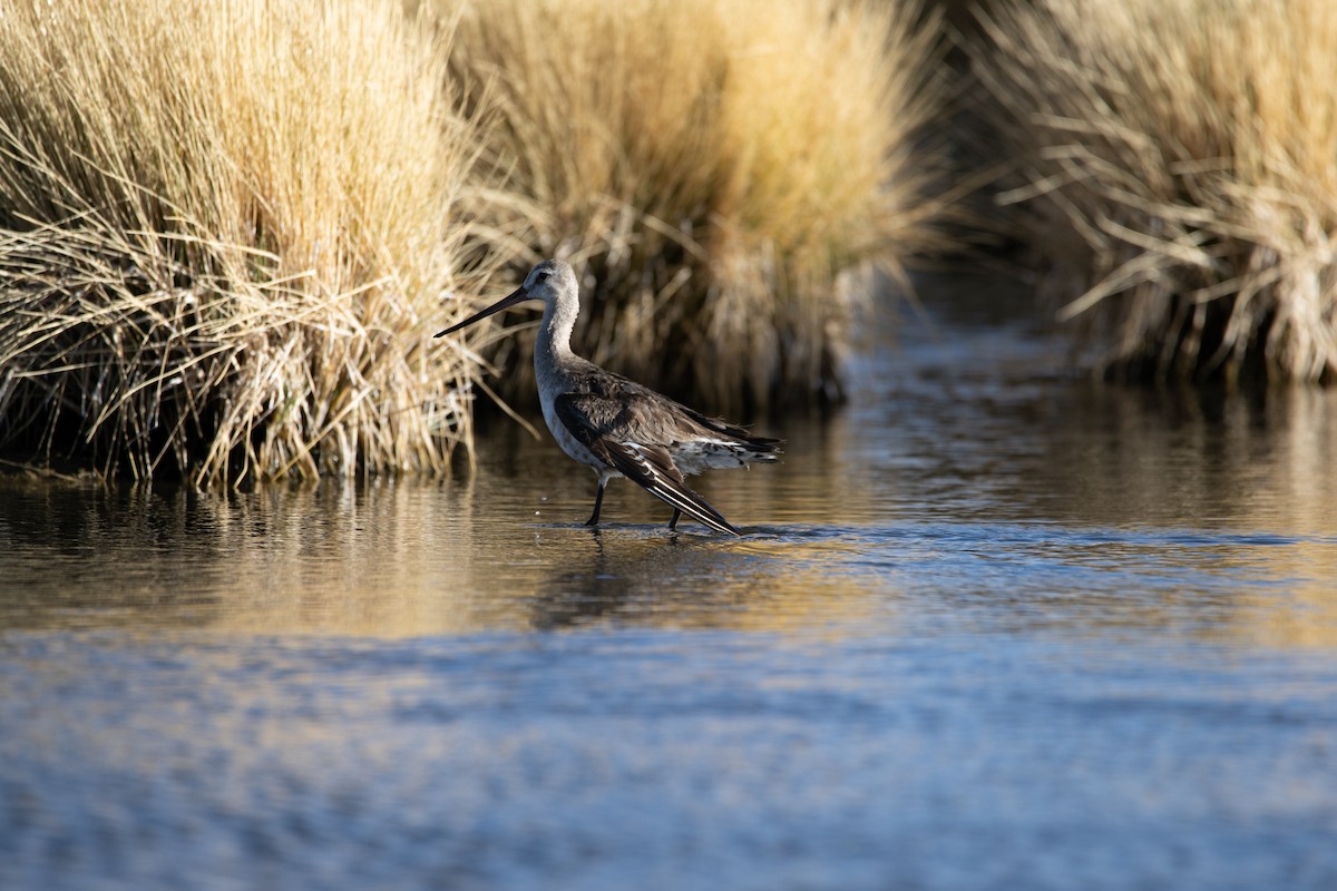 Hudsonian Godwit - ML613651629