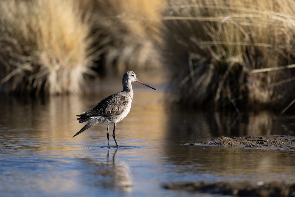 Hudsonian Godwit - ML613651650