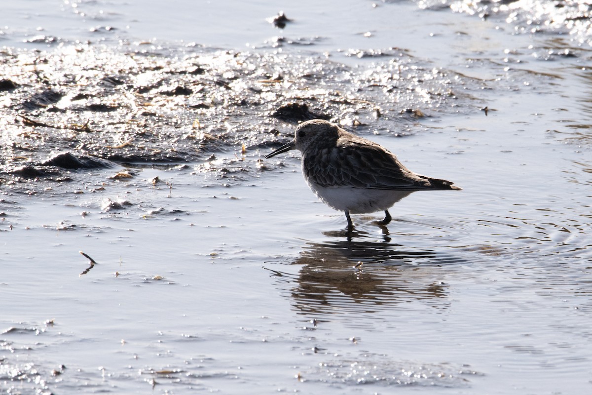 Baird's Sandpiper - ML613651652