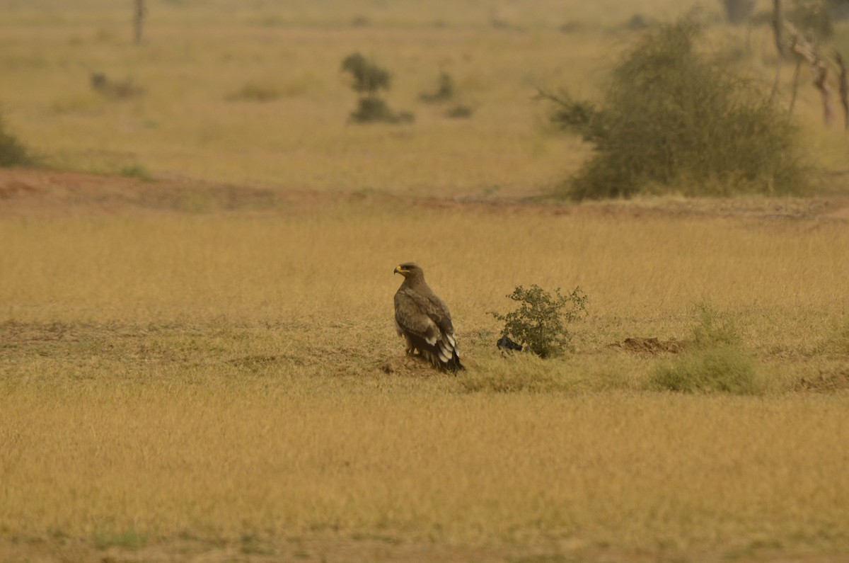 Aigle des steppes - ML613651750