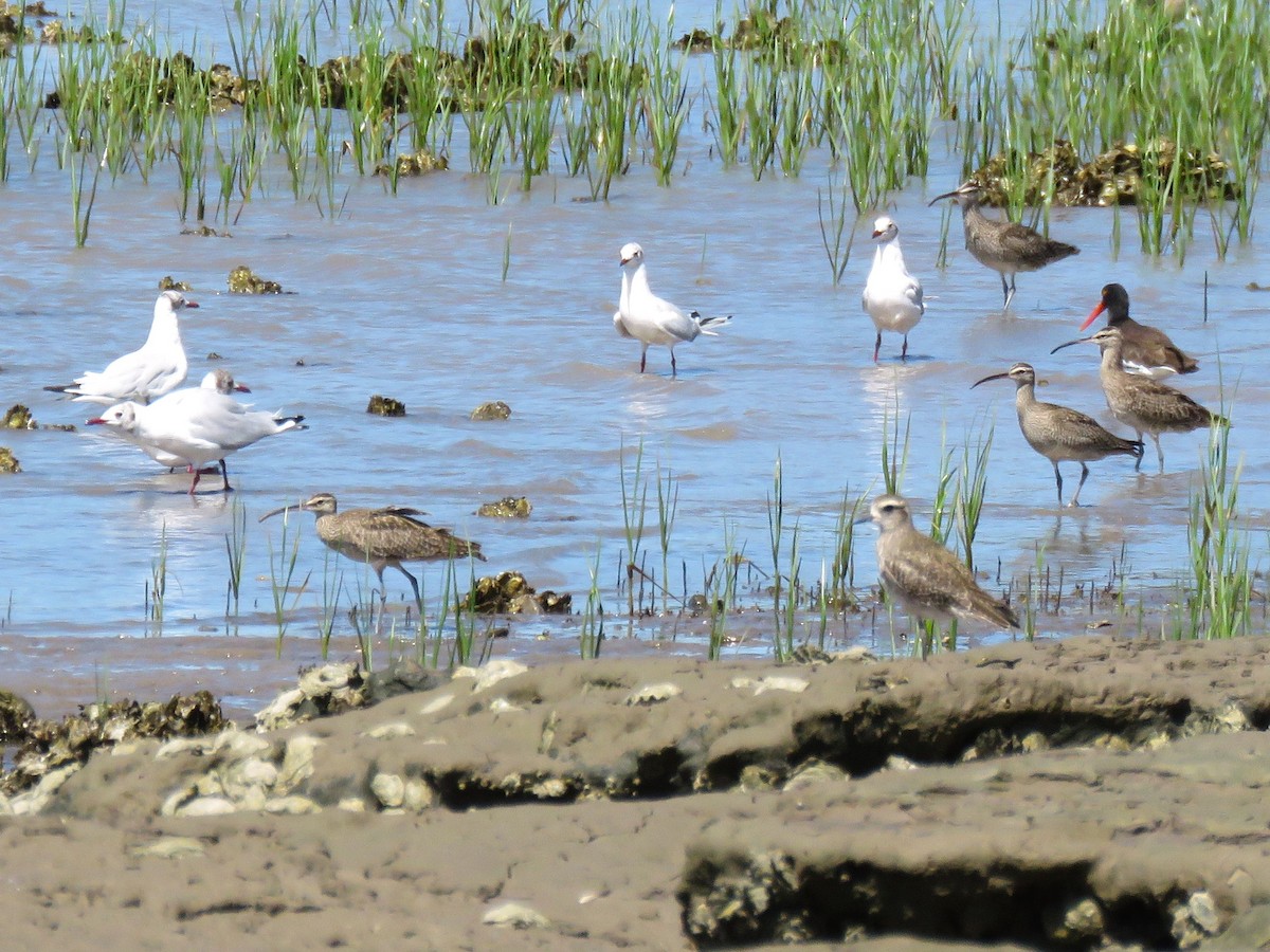 Whimbrel - Teresa Bula