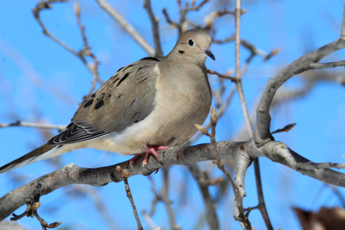 Mourning Dove - ML613651768