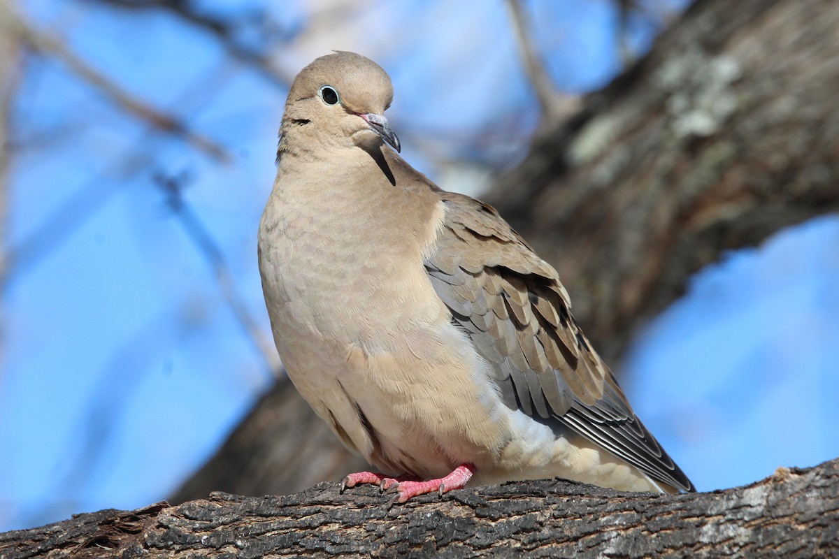 Mourning Dove - ML613651771