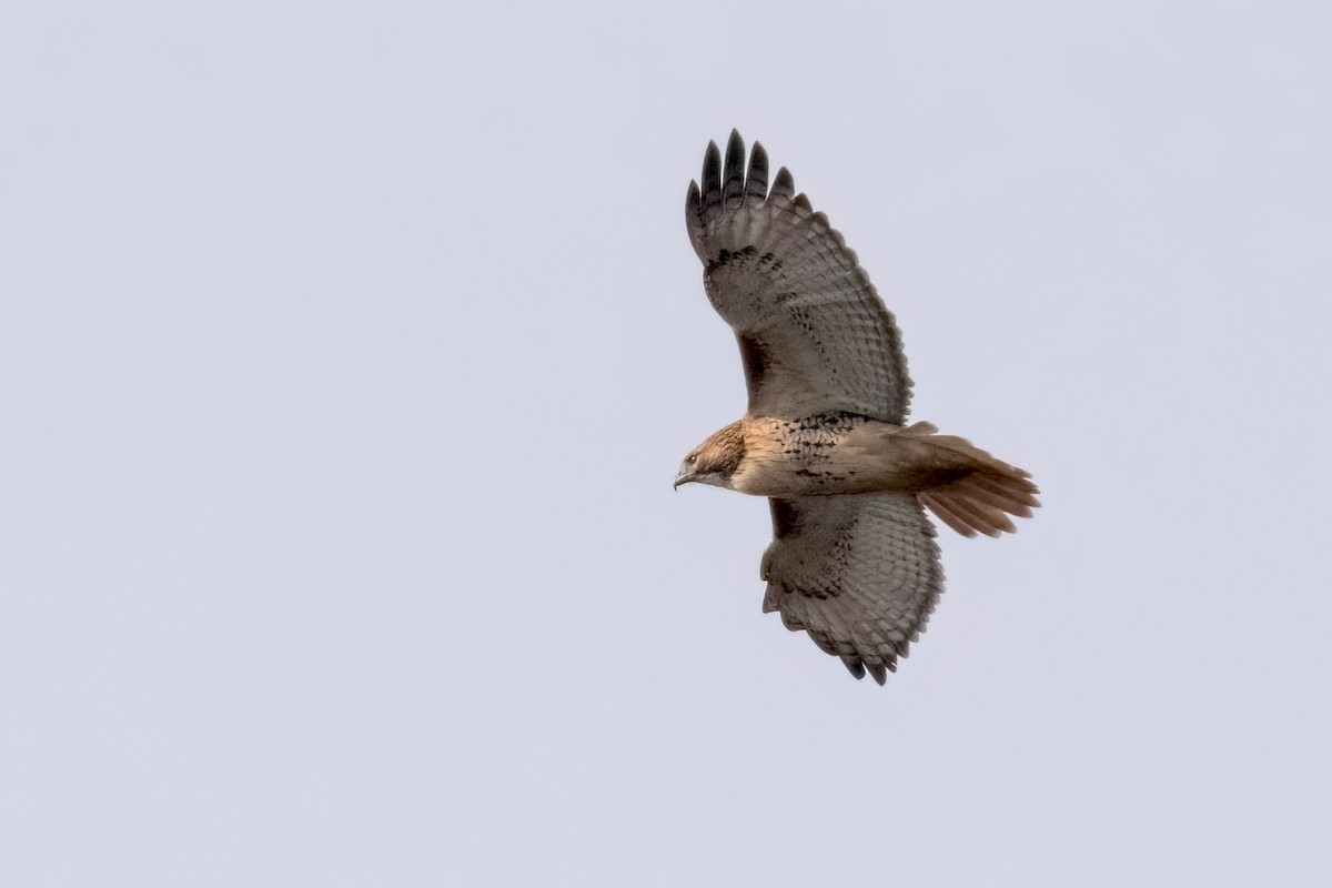 Red-tailed Hawk - Sue Barth
