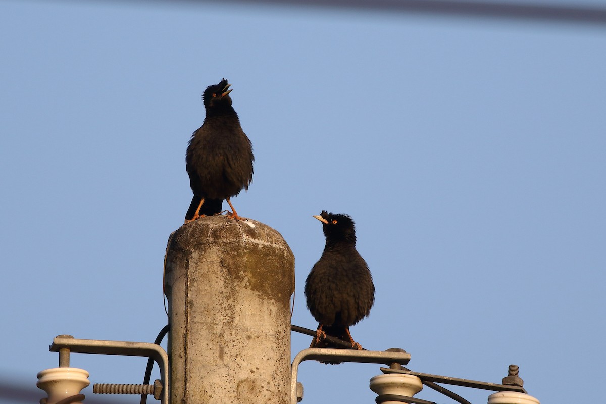 Crested Myna - Meng-Chieh (孟婕) FENG (馮)