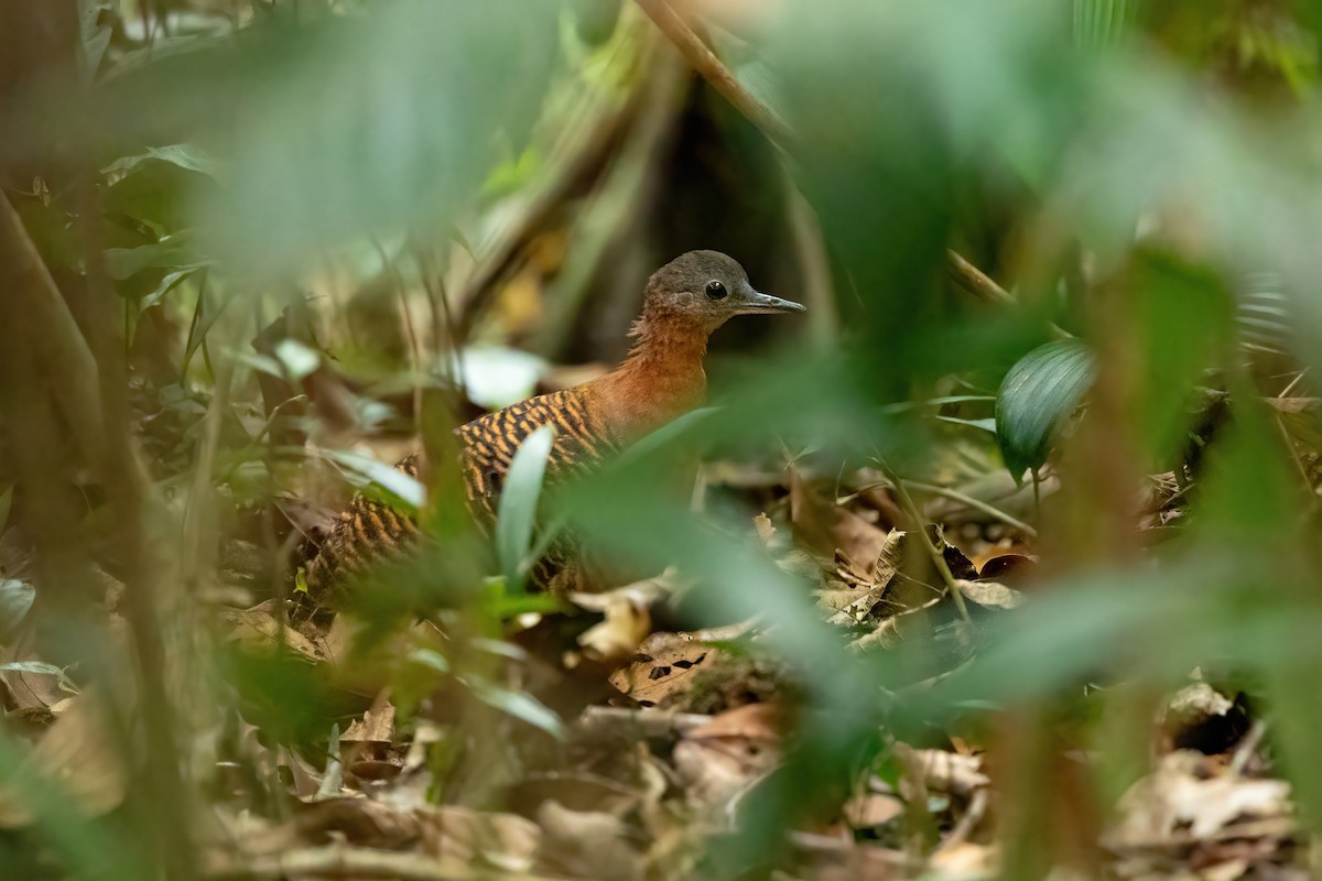 Variegated Tinamou - ML613652029