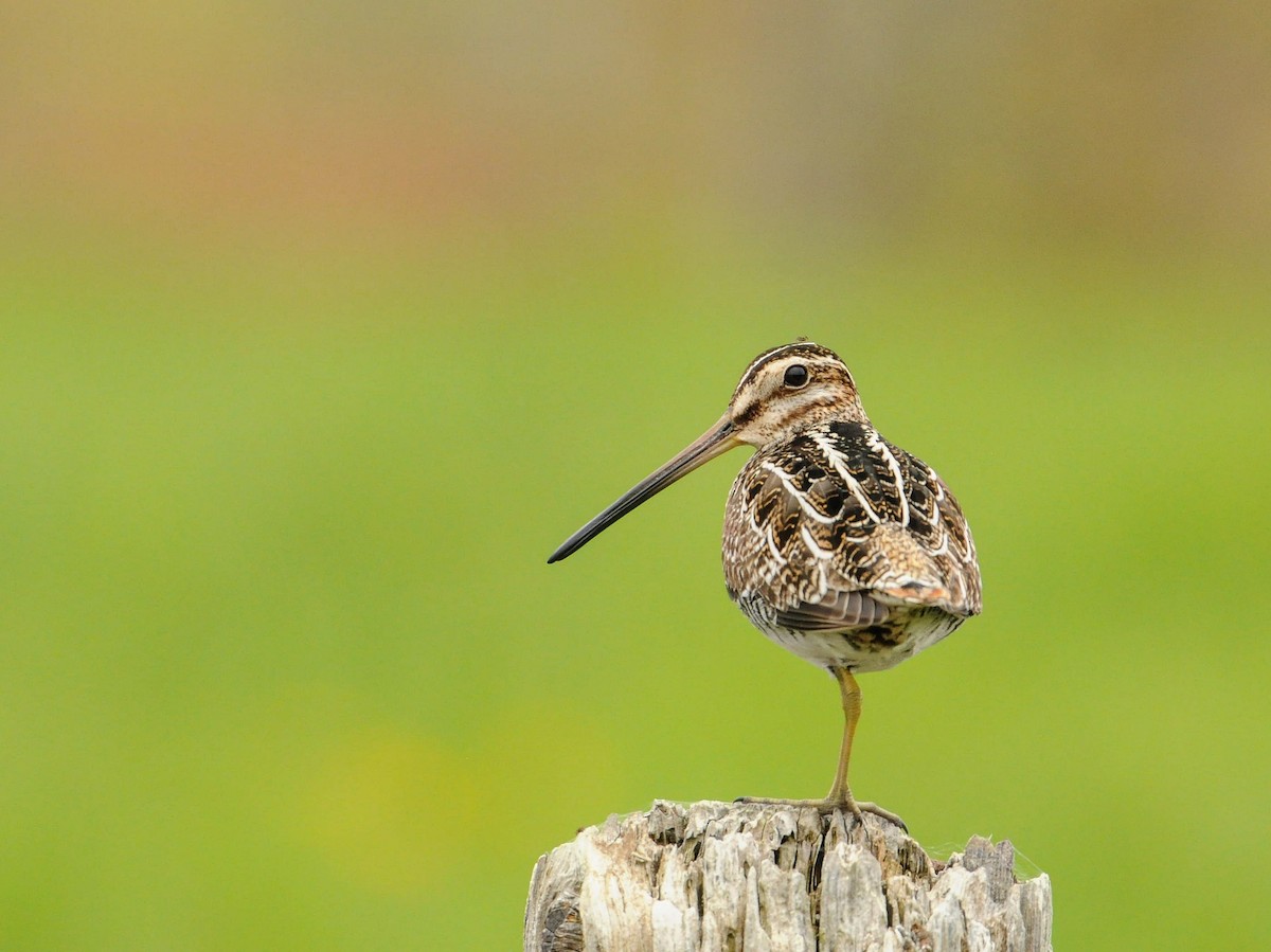 Wilson's Snipe - ML613652041