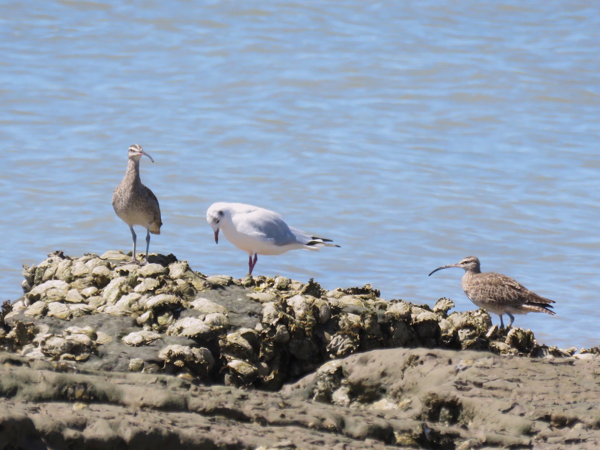 Whimbrel (Hudsonian) - ML613652096
