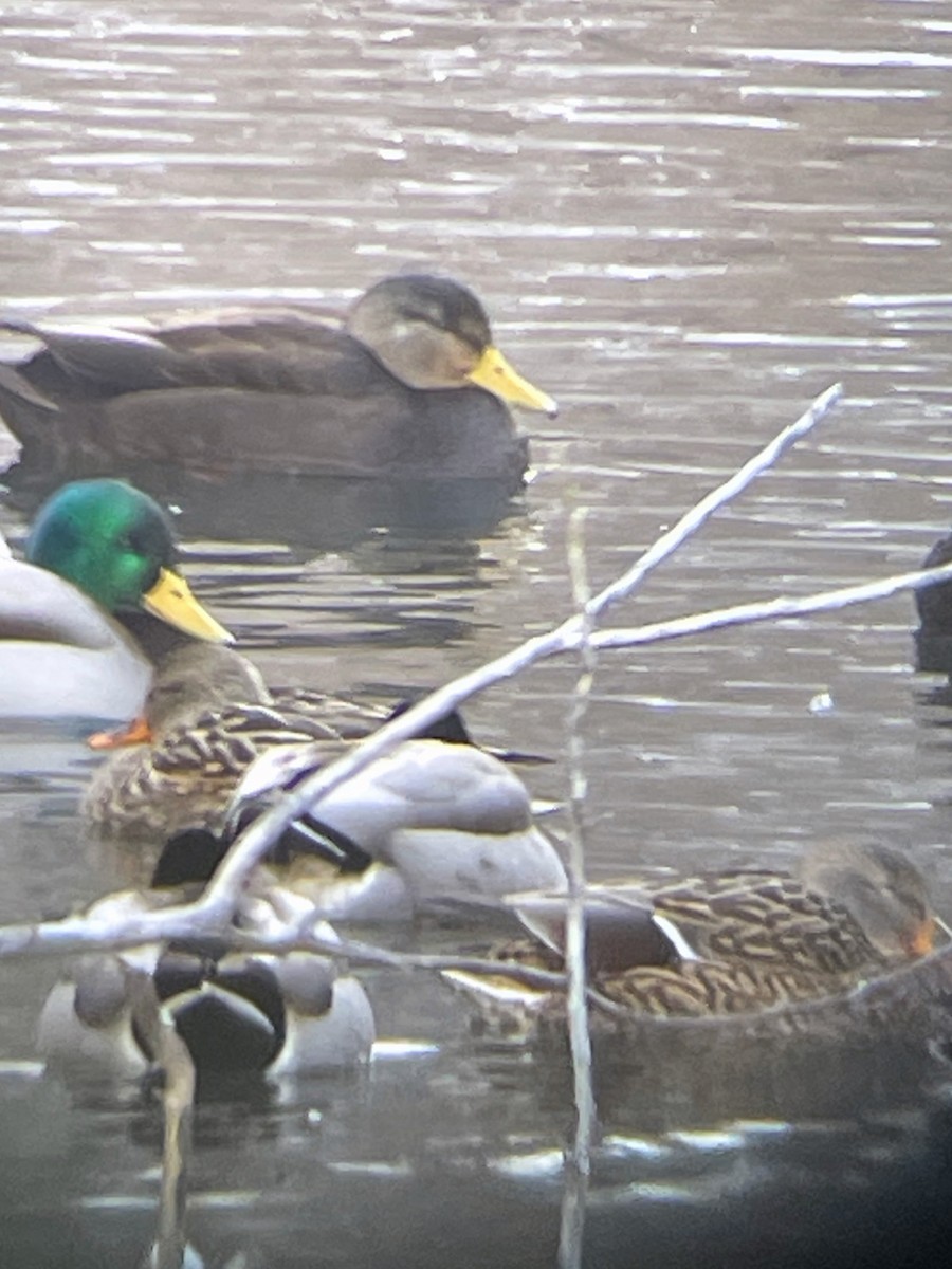 Mallard - ML613652116