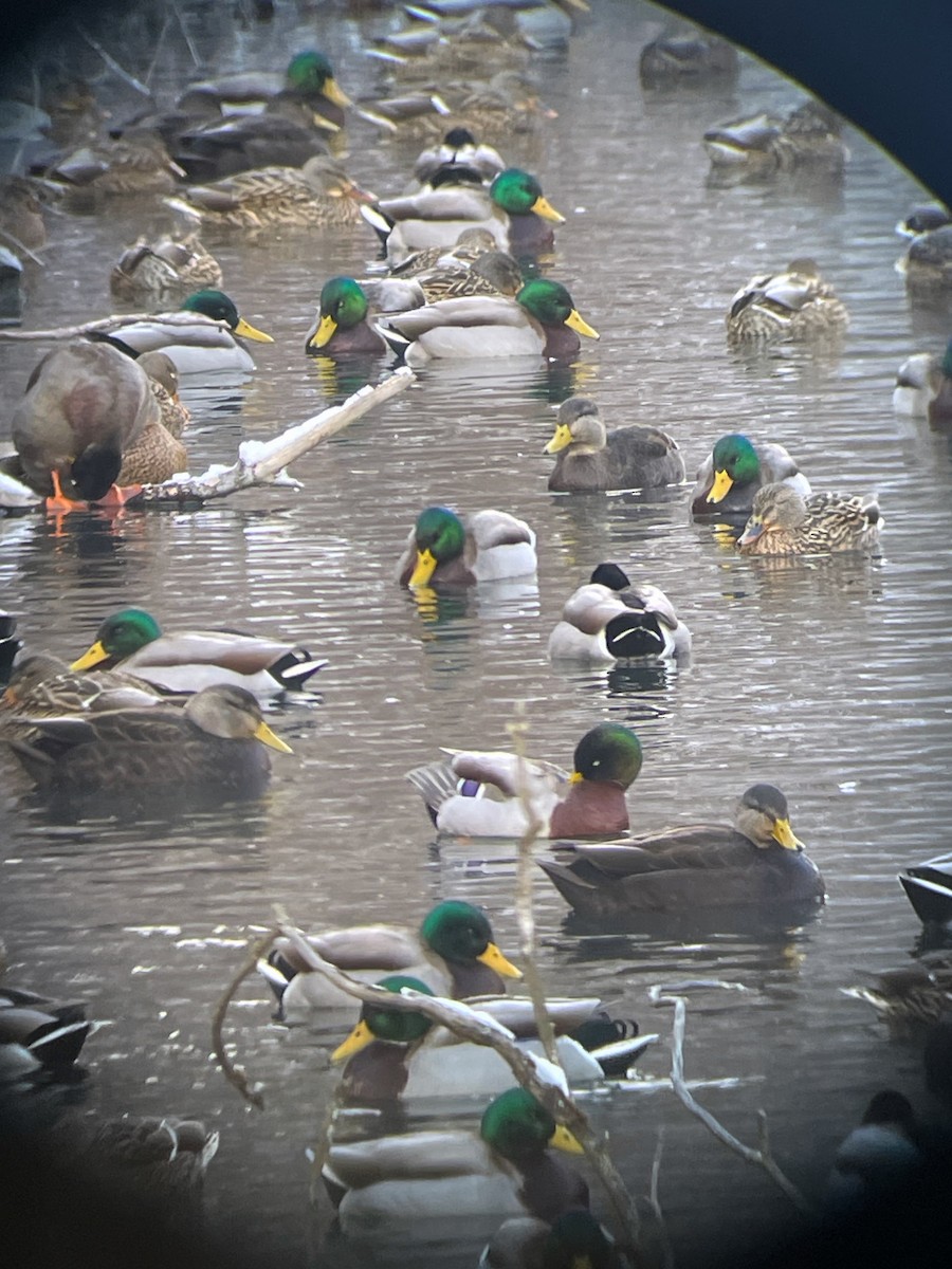 Mallard - ML613652117