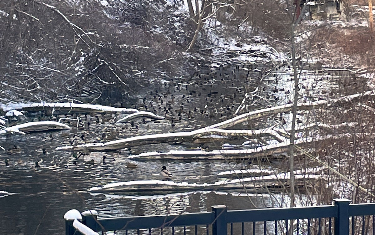 綠頭鴨 - ML613652118