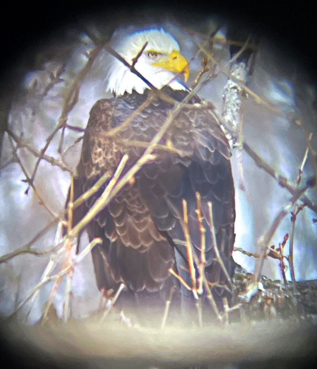 Bald Eagle - ML613652125