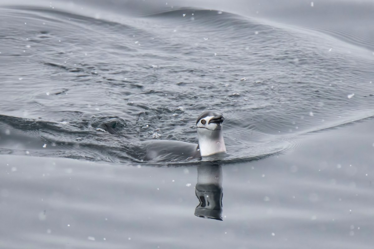 Chinstrap Penguin - Janet Stevens