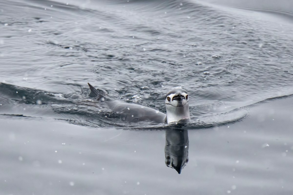 Chinstrap Penguin - ML613652157