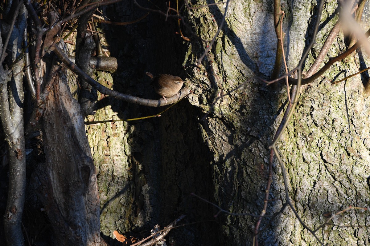 Eurasian Wren - Tapan Kane