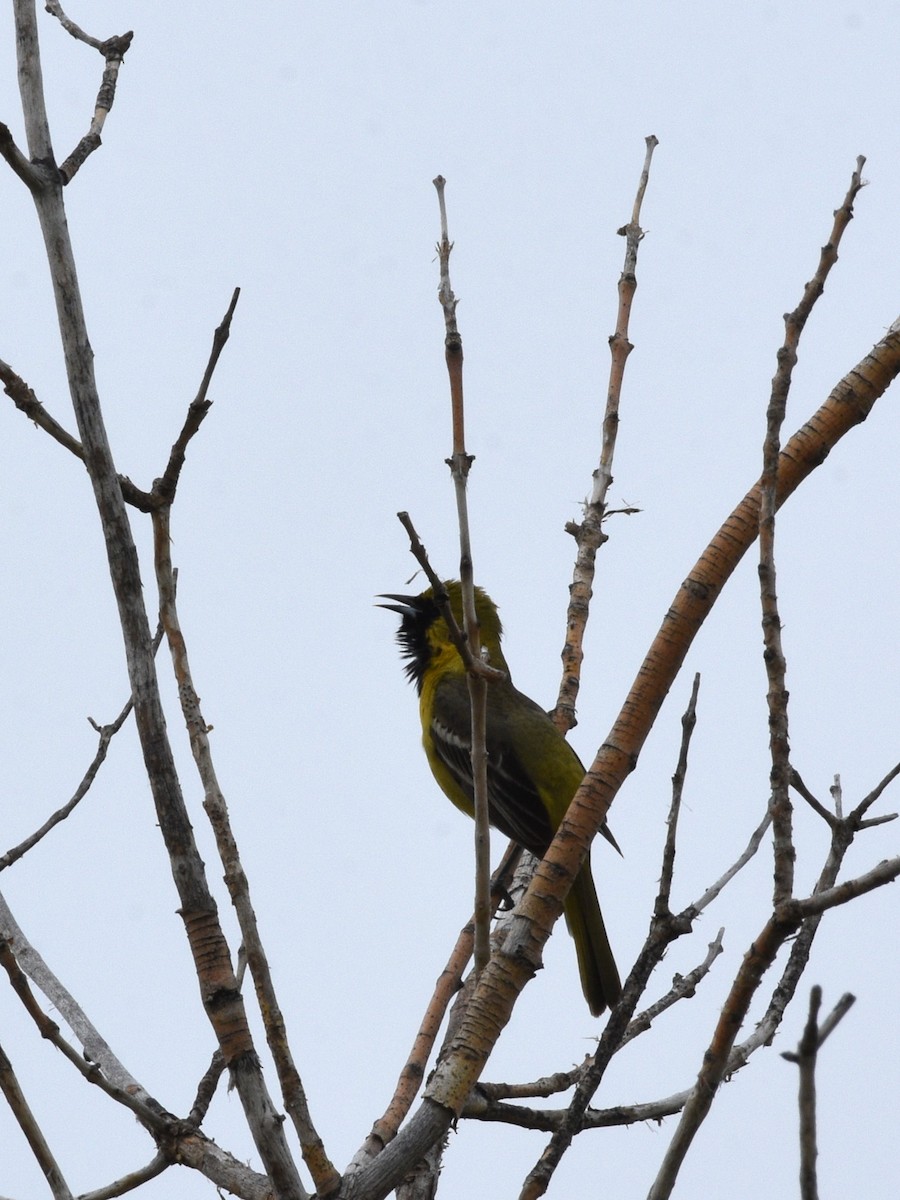 Orchard Oriole - ML613652183
