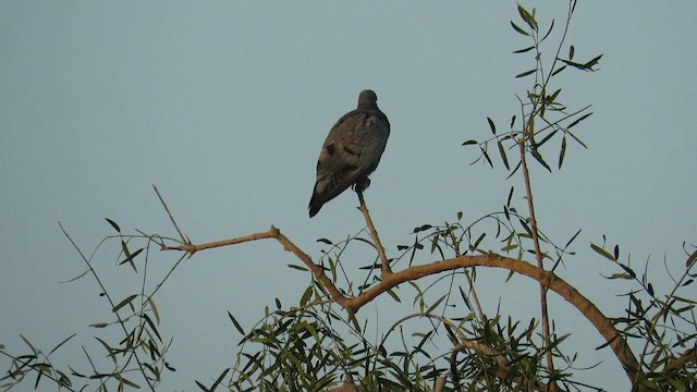 Yellow-eyed Pigeon - ML613652190