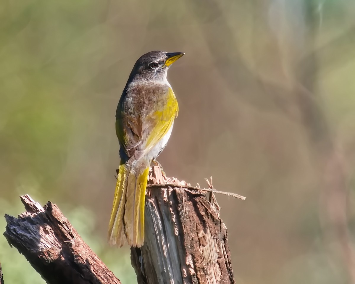 Pale-throated Pampa-Finch - Amaury Pimenta