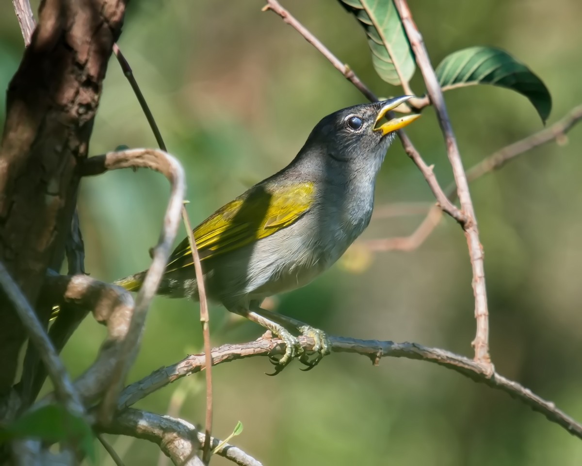 Pale-throated Pampa-Finch - Amaury Pimenta