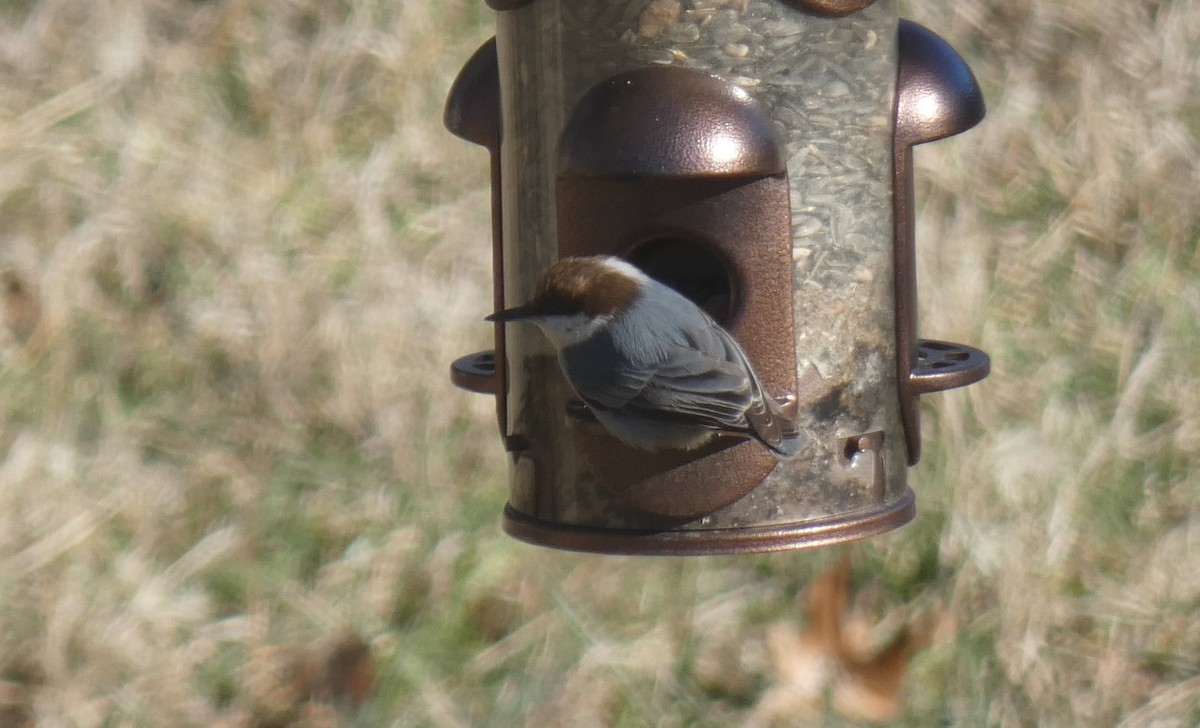 Brown-headed Nuthatch - ML613652274