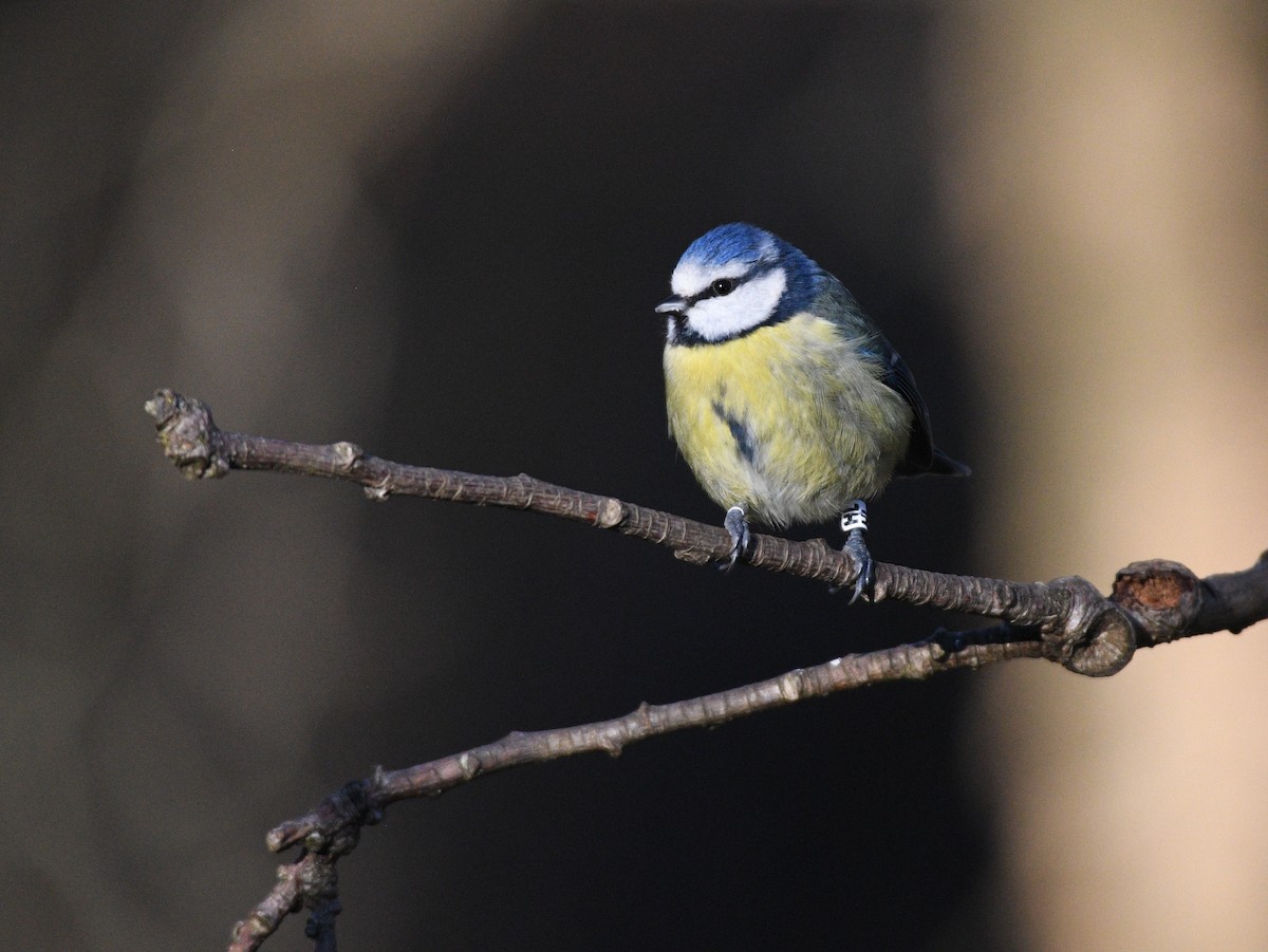 Mésange bleue - ML613652316