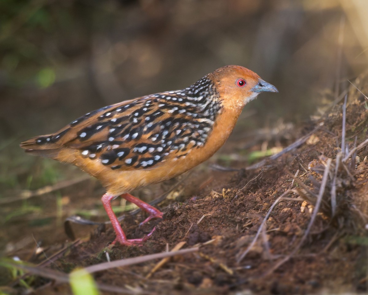 Ocellated Crake - ML613652350