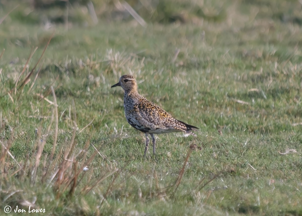 European Golden-Plover - ML613652353