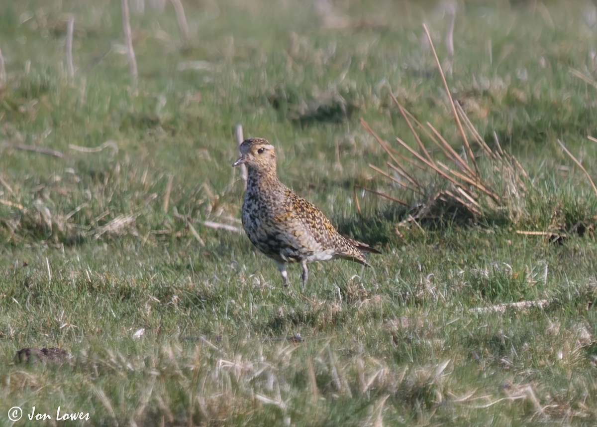 European Golden-Plover - ML613652355