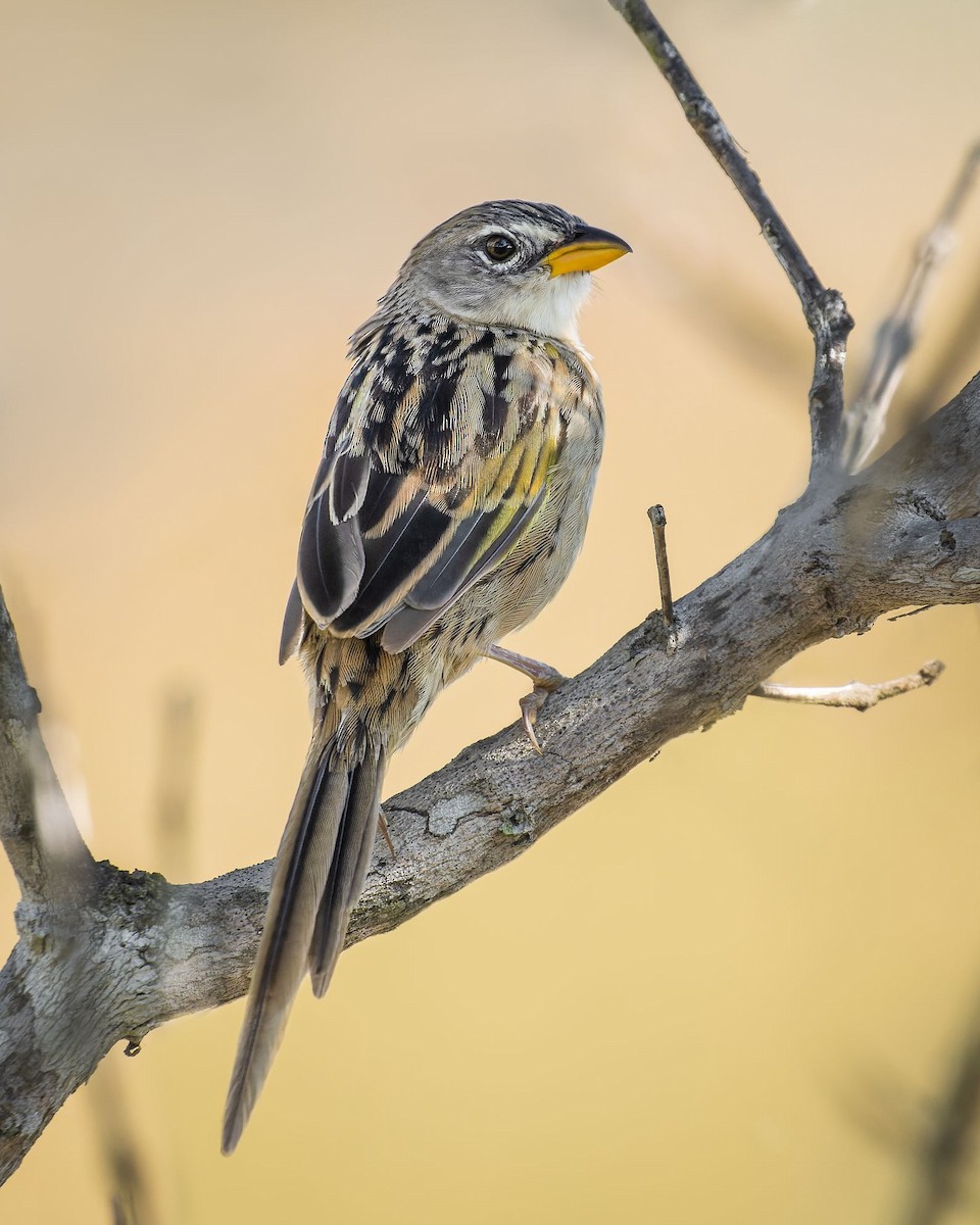 Wedge-tailed Grass-Finch - ML613652359