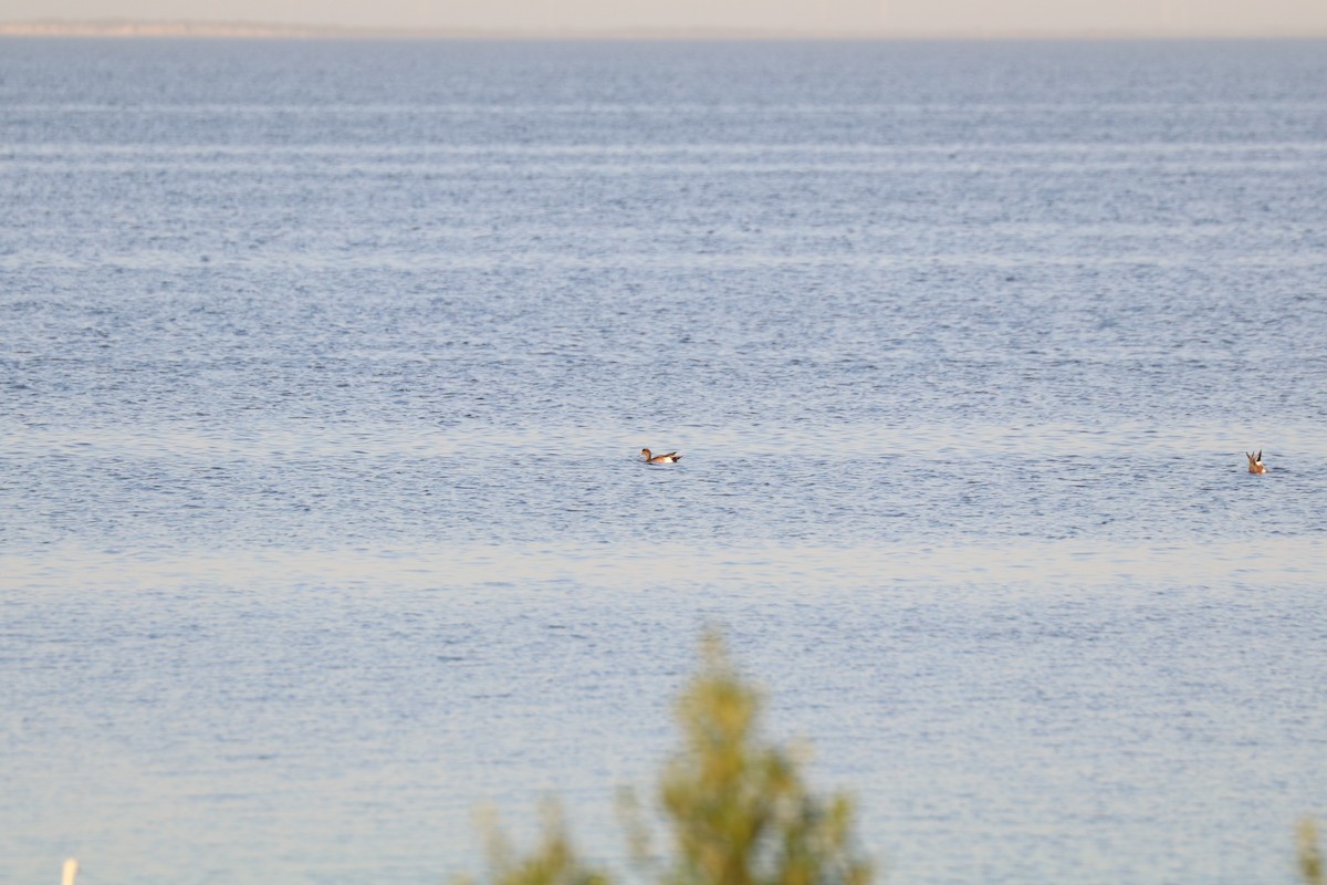 American Wigeon - ML613652360