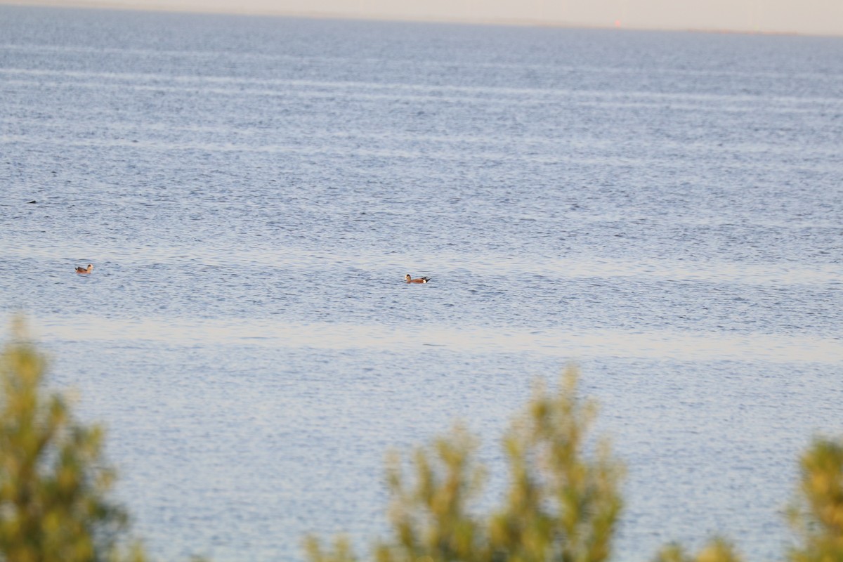 American Wigeon - ML613652364