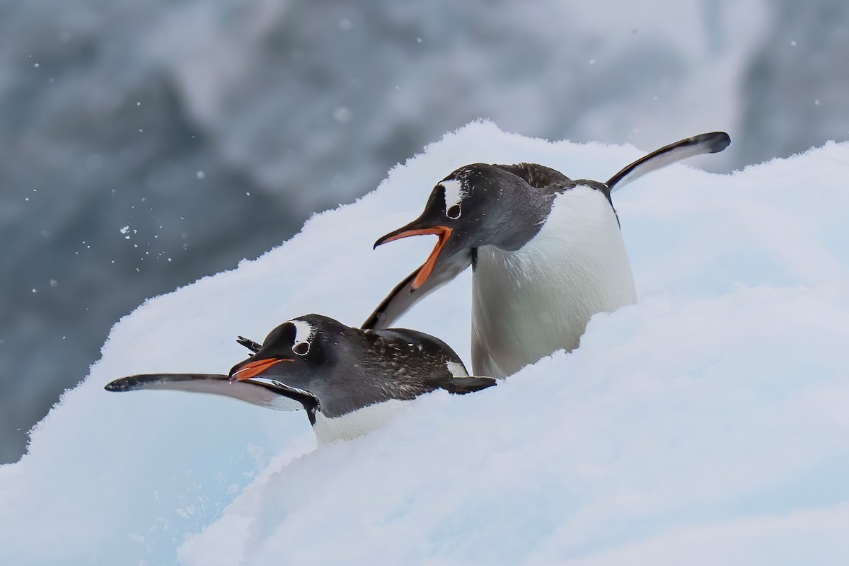 Gentoo Penguin - ML613652394