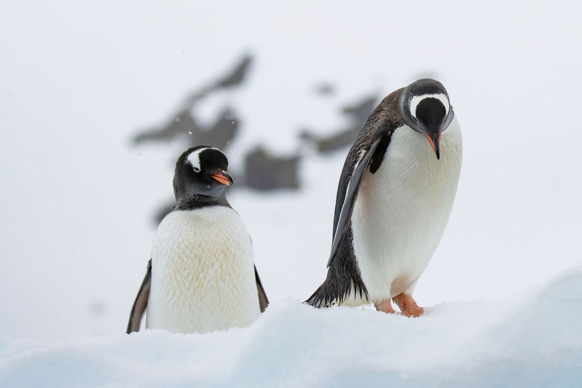 Gentoo Penguin - ML613652395