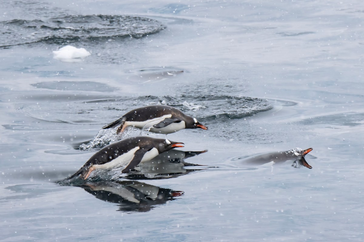 Gentoo Penguin - ML613652401