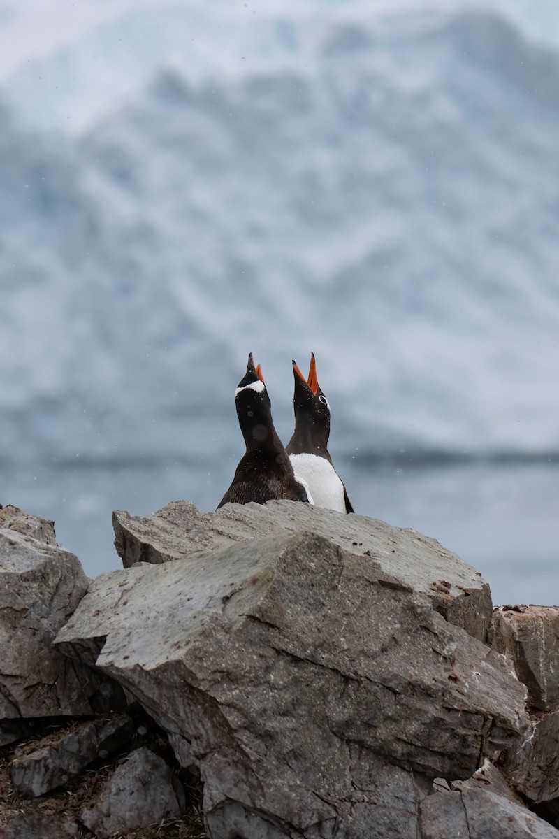 Pingüino Juanito - ML613652402