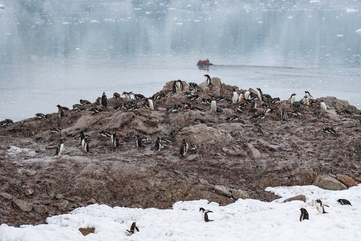 Gentoo Penguin - ML613652405