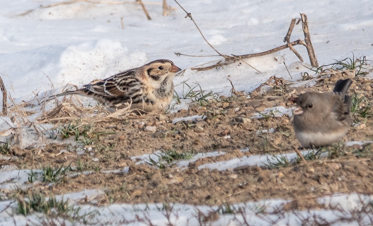 Lapland Longspur - Gale VerHague