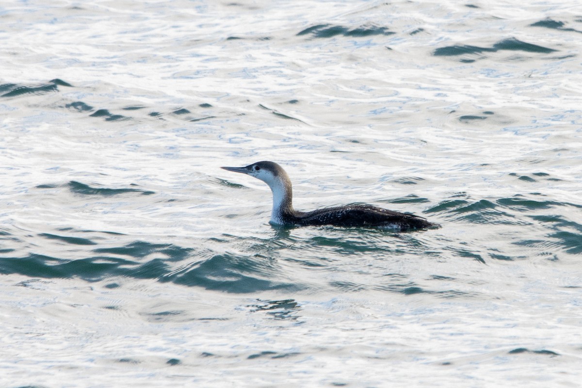 Red-throated Loon - Tristan Yoo