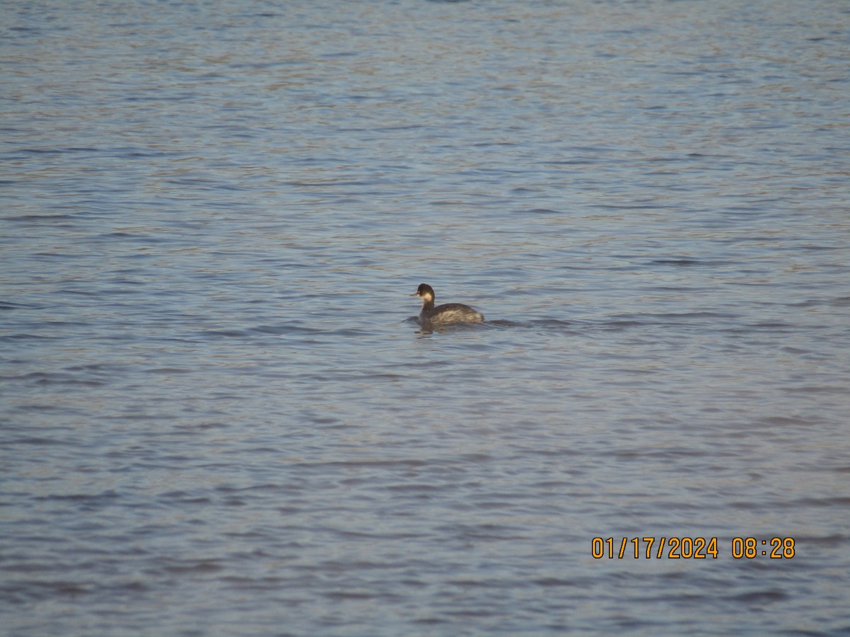 Eared Grebe - ML613652760