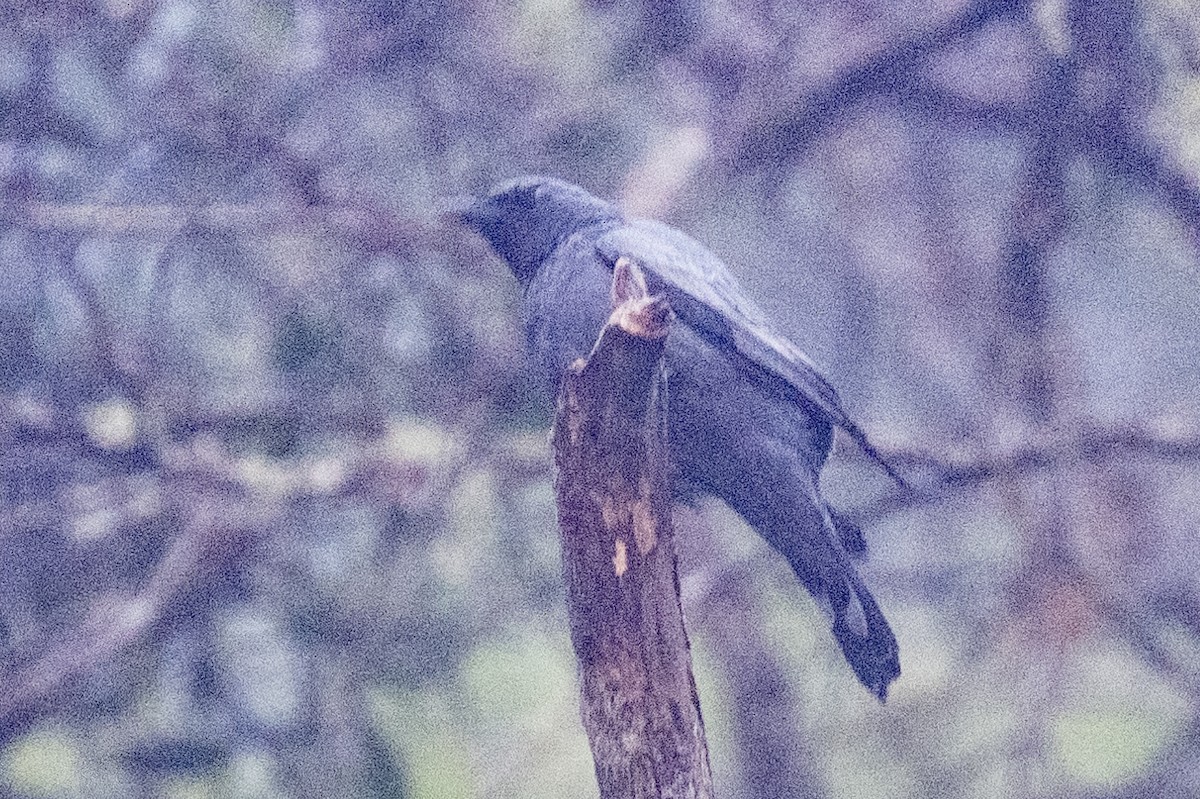 Common Cicadabird - Ross Bartholomew