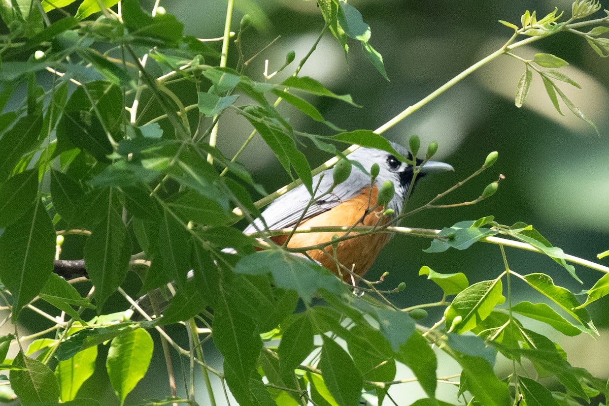 Black-faced Monarch - Ross Bartholomew