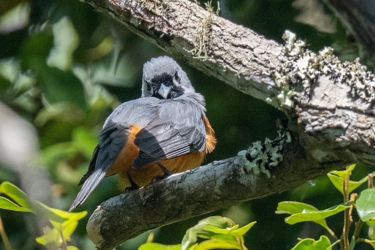 Black-faced Monarch - Ross Bartholomew