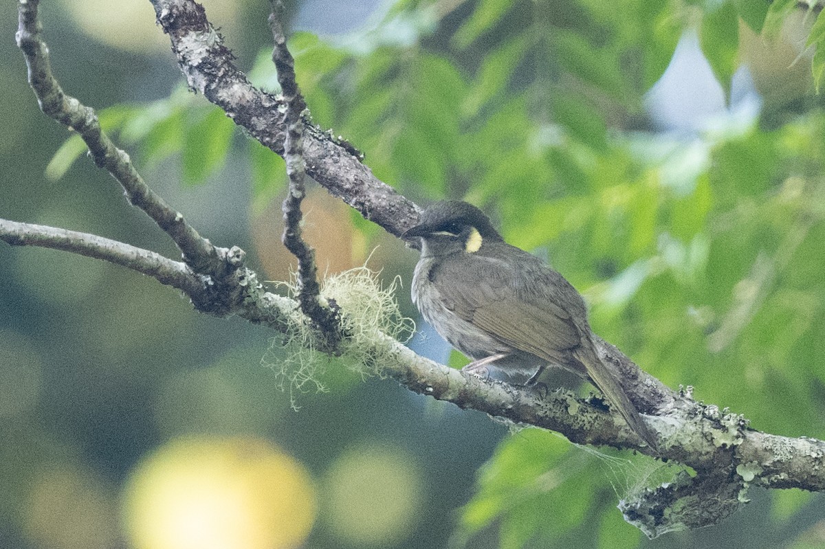 Lewin's Honeyeater - ML613652801