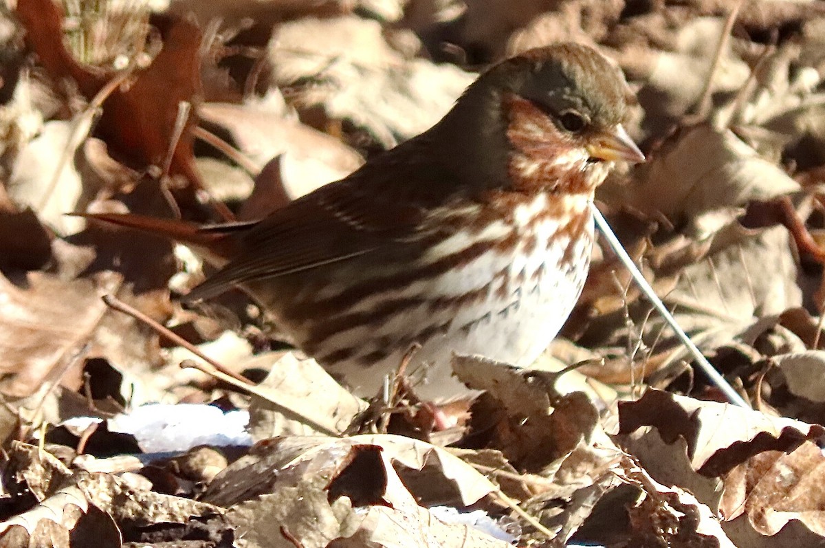 Fox Sparrow (Red) - Micky Louis