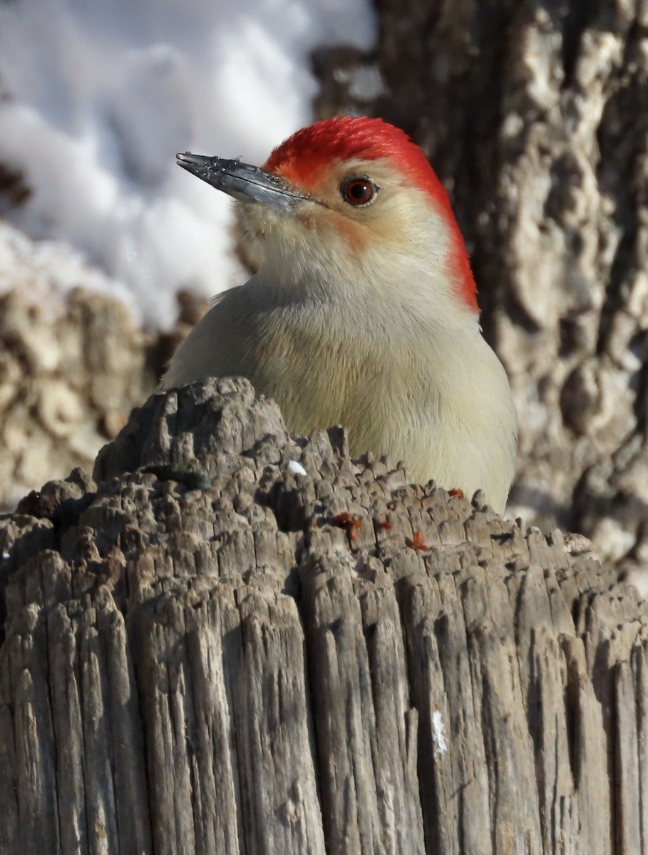 Red-bellied Woodpecker - Micky Louis