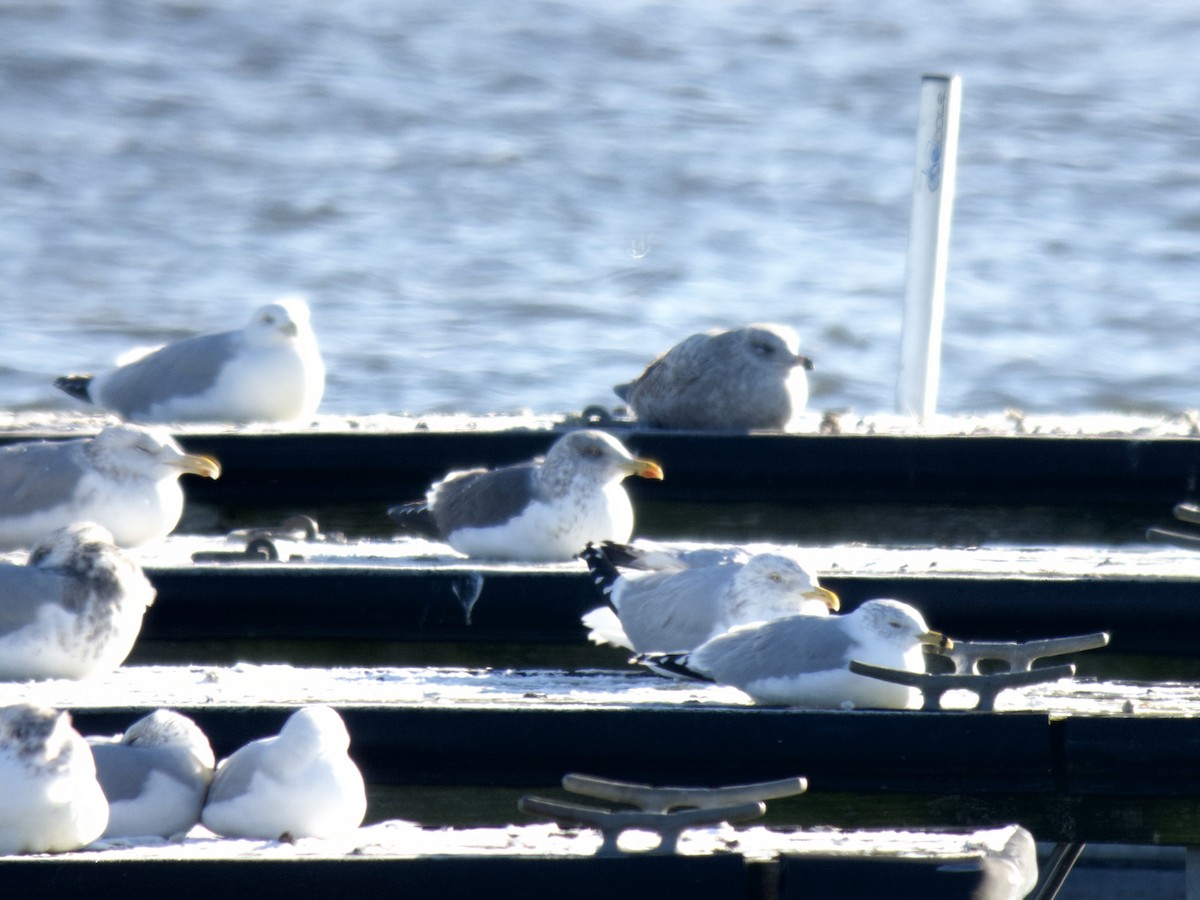 Lesser Black-backed Gull - ML613652887